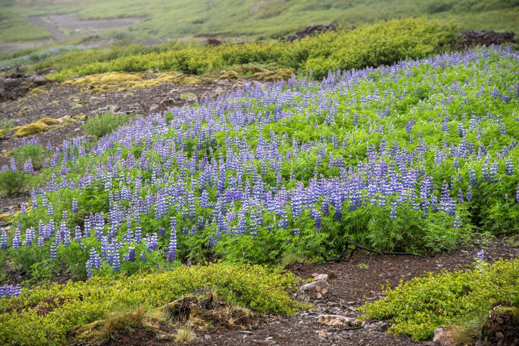 Kvidindisfjörður (Fjords de l'ouest)